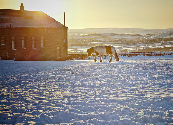 Yorkshire winter horse